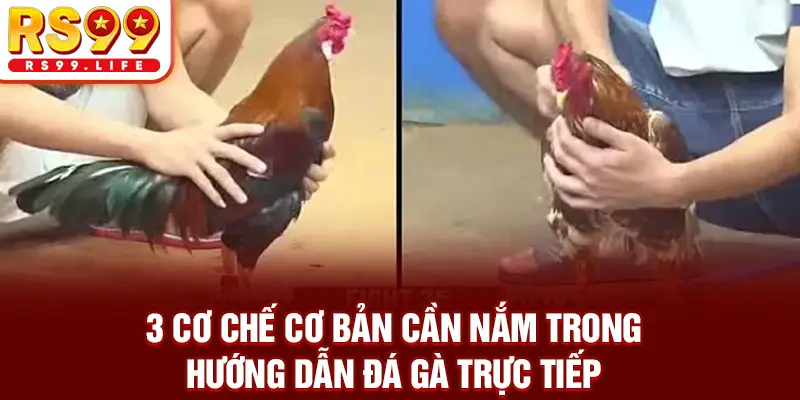 3 cơ chế cơ bản cần nắm trong hướng dẫn đá gà trực tiếp